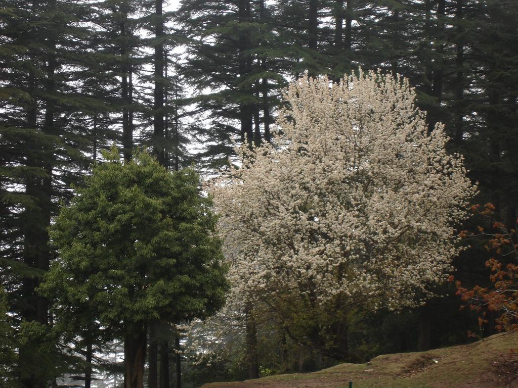 Honeymoon Inn Mussoorie Bagian luar foto